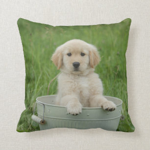 Golden Retriever In Wash Basin Cushion