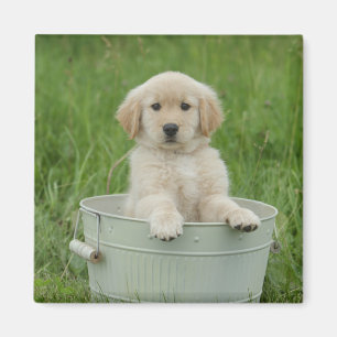 Golden Retriever In Wash Basin Magnet