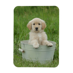 Golden Retriever In Wash Basin Magnet