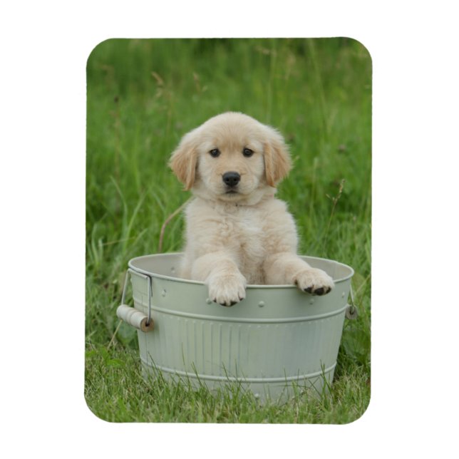 Golden Retriever In Wash Basin Magnet (Vertical)