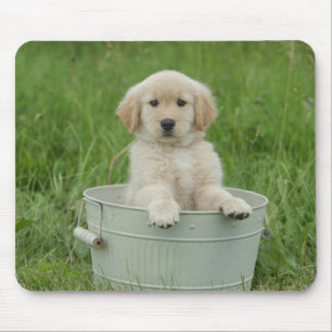 Golden Retriever In Wash Basin Mouse Pad
