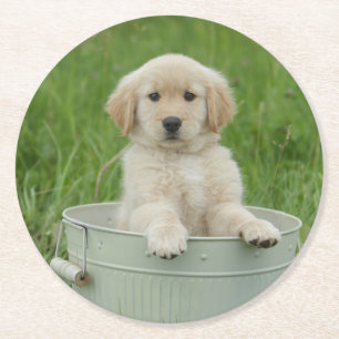 Golden Retriever In Wash Basin Round Paper Coaster