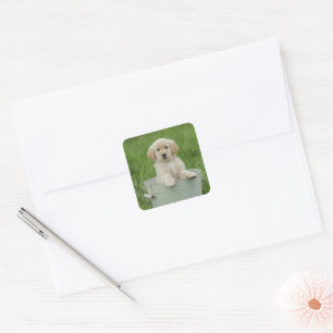 Golden Retriever In Wash Basin Square Sticker