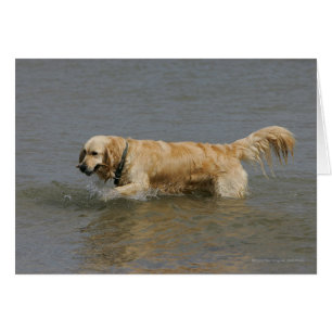 Golden Retriever in Water