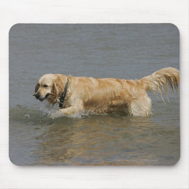 Golden Retriever in Water Mouse Pad (Front)