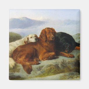 golden retriever, irish and gordon setter magnet