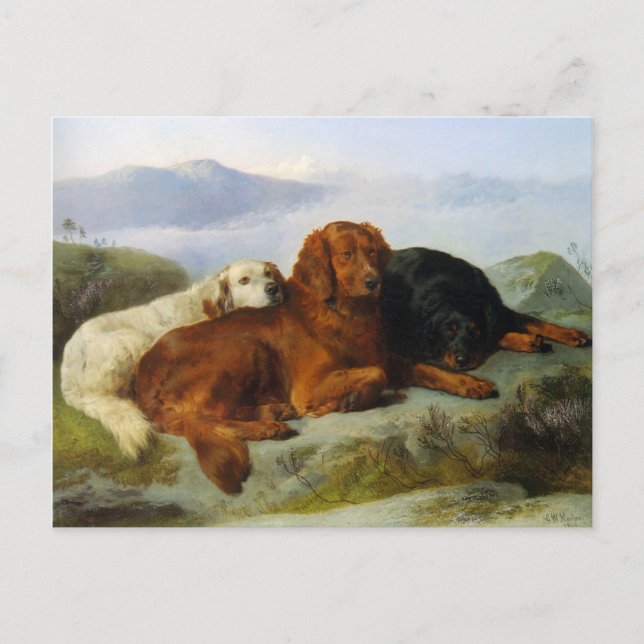 Golden Retriever, Irish and Gordon Setter Postcard (Front)