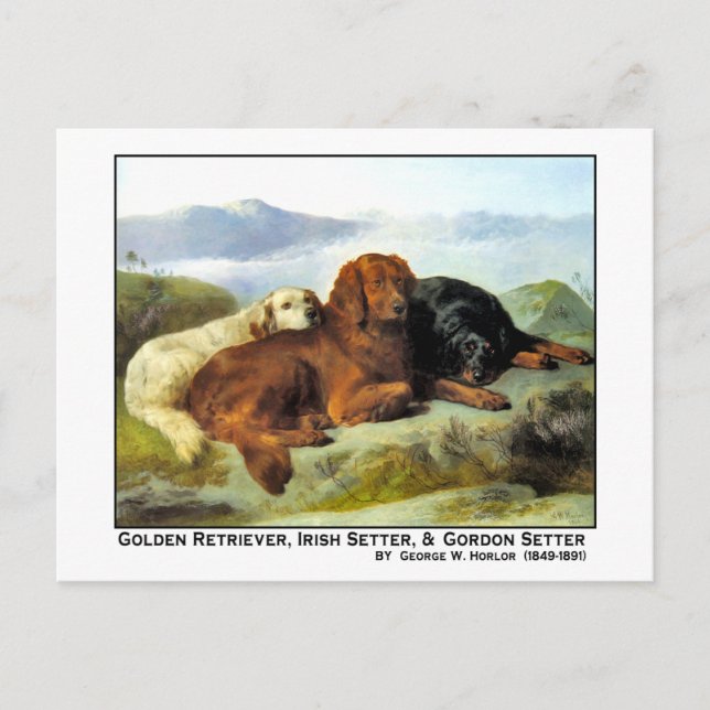 Golden Retriever, Irish Setter & Gordon Setter Postcard (Front)