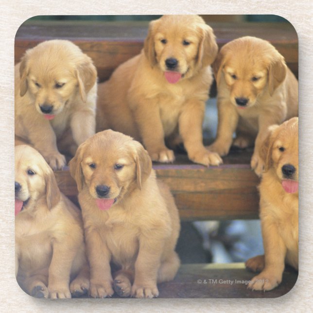Golden Retriever; is a relatively modern and Coaster (Front)