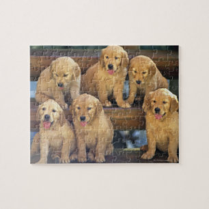 Golden Retriever; is a relatively modern and Jigsaw Puzzle