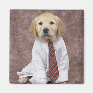 Golden Retriever; is a relatively modern and Magnet