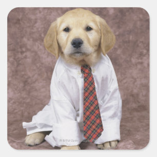 Golden Retriever; is a relatively modern and Square Sticker