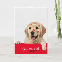 Golden Retriever lipstick kisses birthday