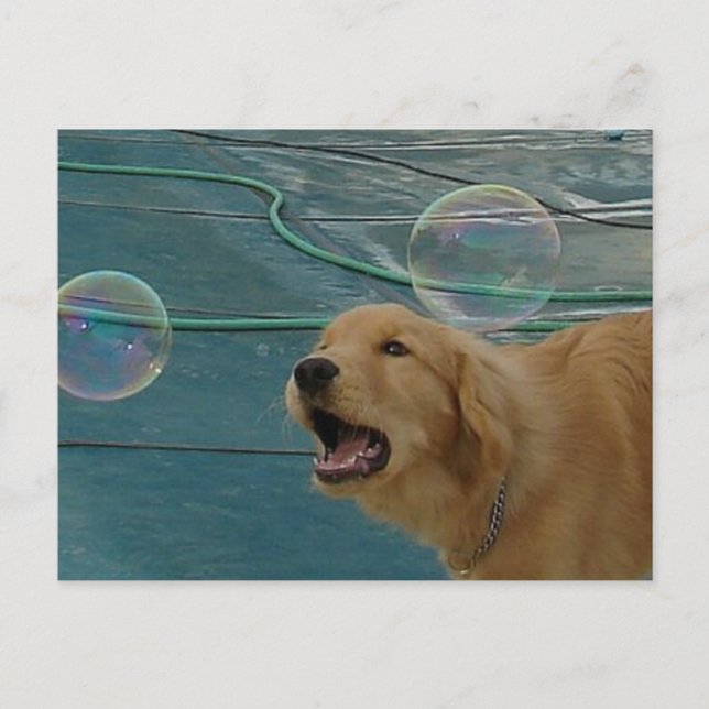 Golden Retriever Love Postcard (Front)