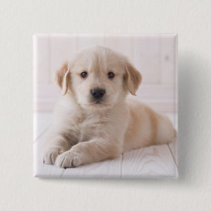 Golden Retriever Lying Down 15 Cm Square Badge