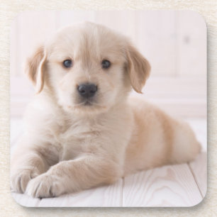 Golden Retriever Lying Down Coaster