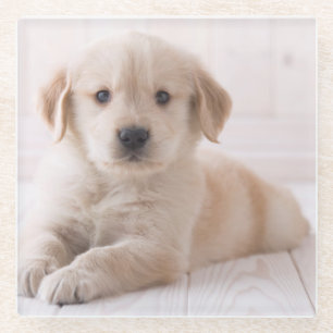Golden Retriever Lying Down Glass Coaster