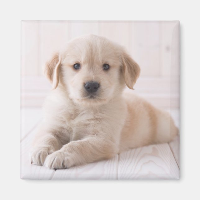 Golden Retriever Lying Down Magnet (Front)