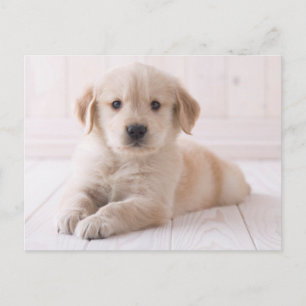 Golden Retriever Lying Down Postcard
