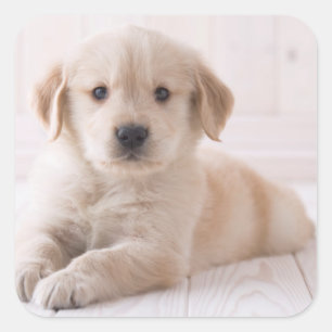 Golden Retriever Lying Down Square Sticker