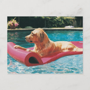 Golden Retriever Lying on an Air Bed in a Postcard