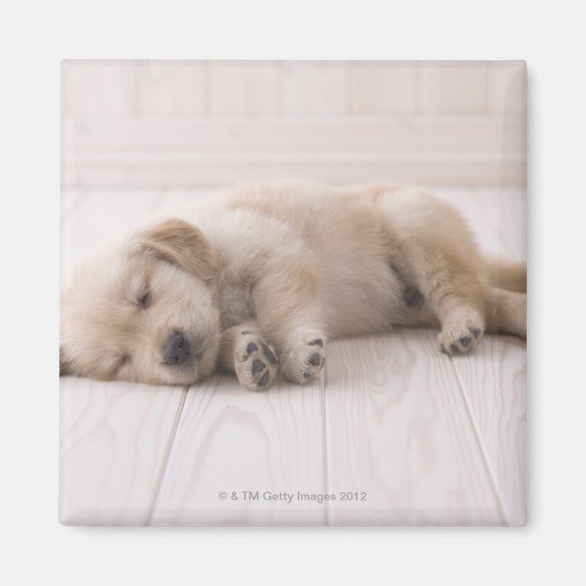 Golden Retriever Magnet (Front)