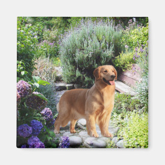 Golden Retriever Magnet