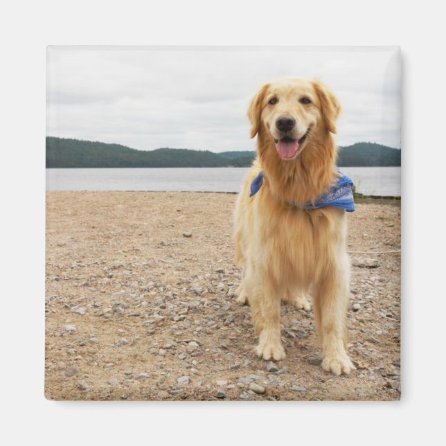 Golden Retriever Magnet (Front)