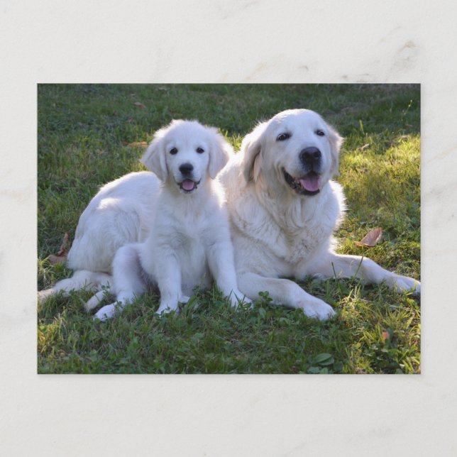 Golden Retriever Mum and Puppy Postcard (Front)