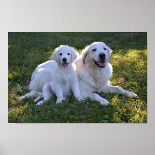 Golden Retriever Mum and Puppy Poster