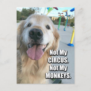 Golden Retriever Not My Circus Polish Proverb Postcard