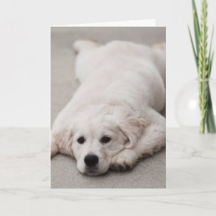 Golden Retriever Note card