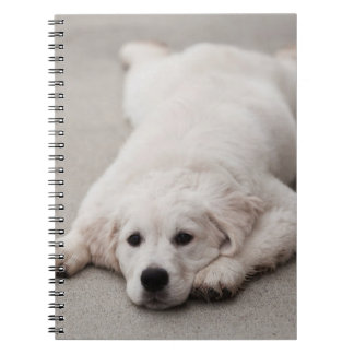 Golden Retriever Note Pad Notebook