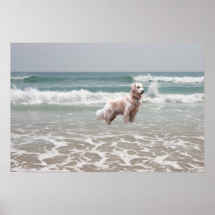 Golden Retriever Ocean Poster