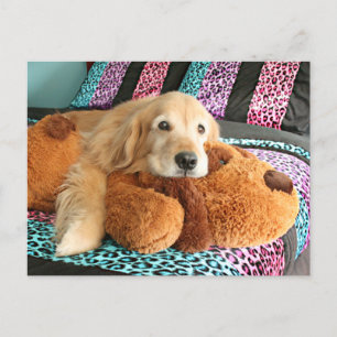Golden Retriever on Bed Miss You Postcard