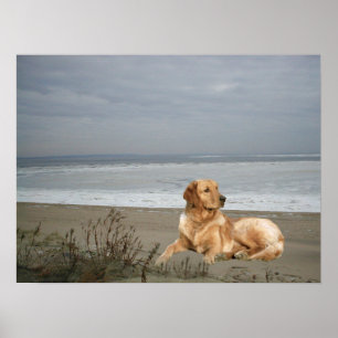 Golden Retriever On The Beach Print