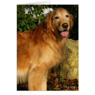 Golden Retriever Panting