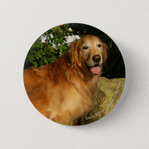 Golden Retriever Panting 6 Cm Round Badge