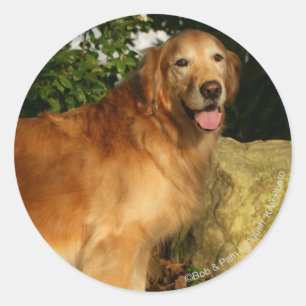 Golden Retriever Panting Classic Round Sticker