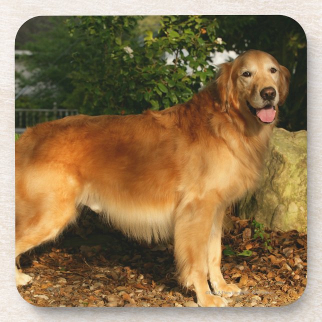Golden Retriever Panting Coaster (Front)