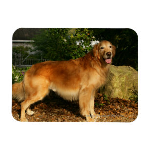 Golden Retriever Panting Magnet