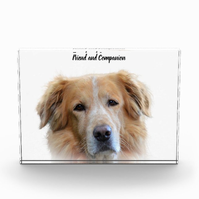 Golden Retriever. Photo Block (Front)