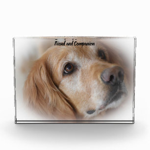 Golden Retriever. Photo Block