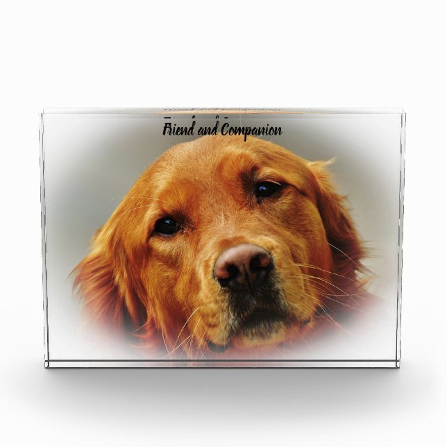 Golden Retriever. Photo Block (Front)