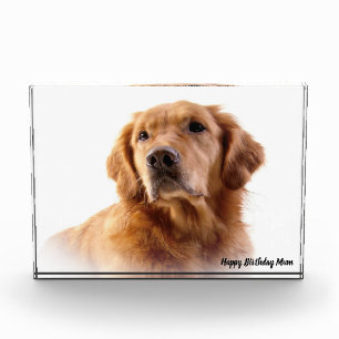 Golden Retriever. Photo Block