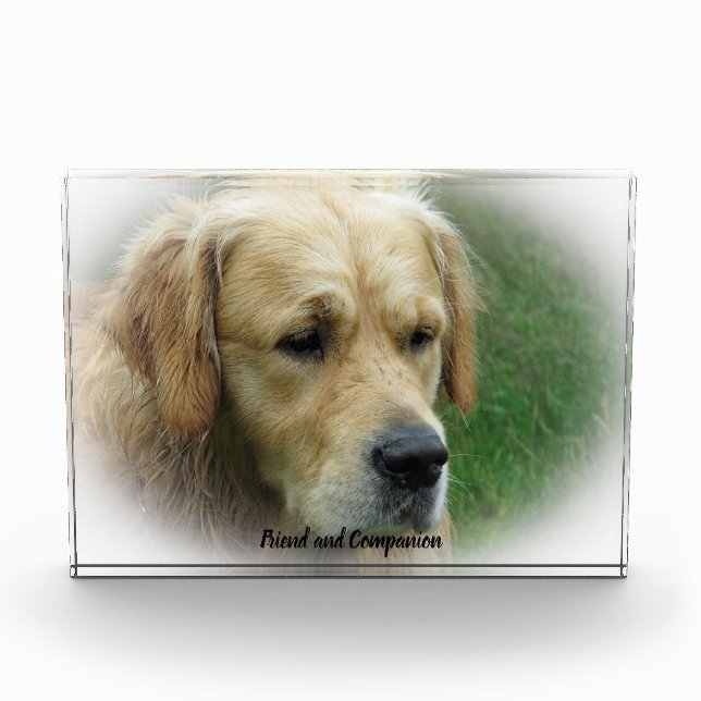 Golden Retriever. Photo Block (Front)