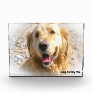Golden Retriever. Photo Block