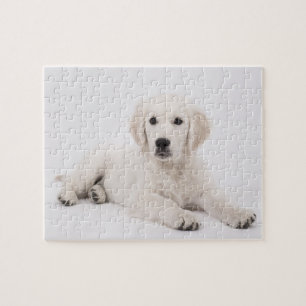 Golden Retriever Photo Jigsaw Puzzle