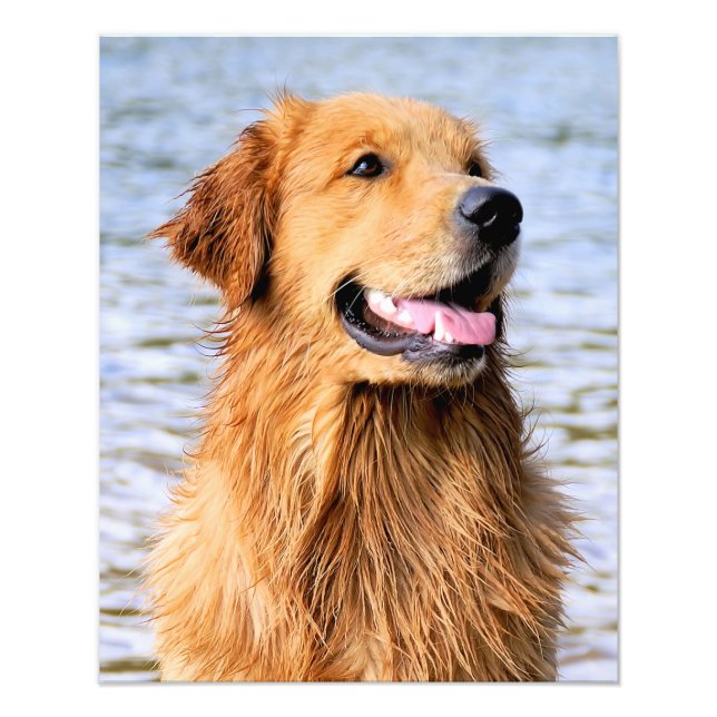 Golden Retriever Photo Print (Front)