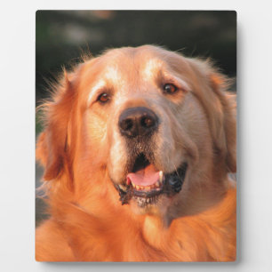 Golden Retriever Plaque